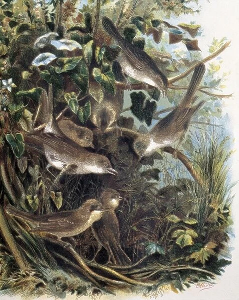 Group of Lesser Whitethroats. Engraving after