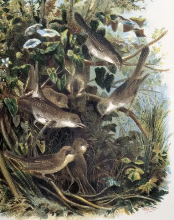 Framed Print : Group of Lesser Whitethroats. Engraving after Framed Print : Group of Lesser Whitethroats. Engraving after