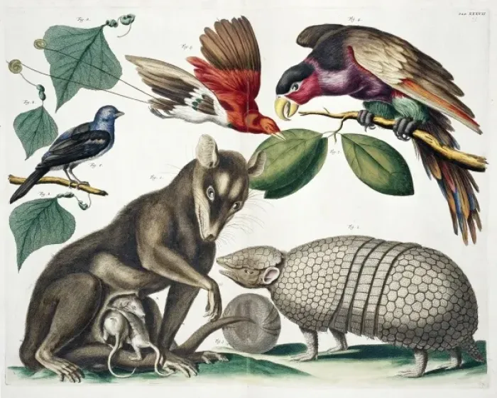 Framed Print : A group of mammals and birds Framed Print : A group of mammals and birds