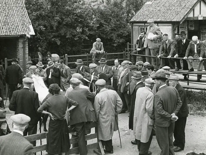 Framed Print : A group of men gather round a frightened pony at a horse auction at Sennybridge, Brecon, Wales. Date: 1940s Framed Print : A group of men gather round a frightened pony at a horse auction at Sennybridge, Brecon, Wales. Date: 1940s