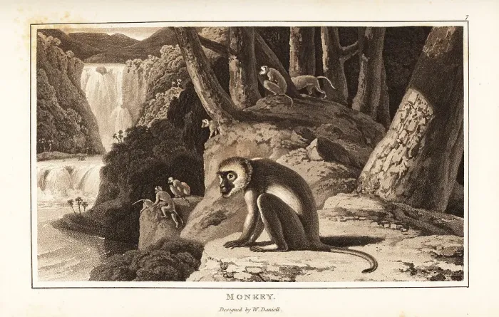 Framed Print : A group of monkeys foraging on a river bank, South Africa Framed Print : A group of monkeys foraging on a river bank, South Africa