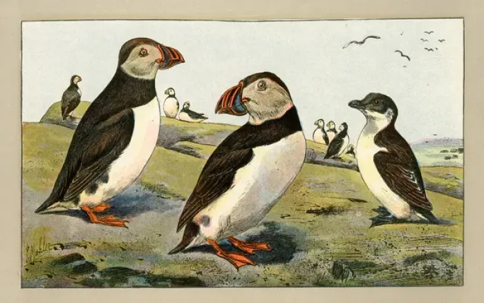 Framed Print : Group of puffins