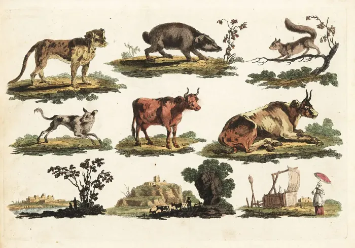 Framed Print : Group of rustic animals, 18th century Framed Print : Group of rustic animals, 18th century