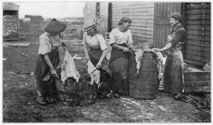 Framed Print : A group of women standing over a couple of barrels cleaning fish. Date: 1908 Framed Print : A group of women standing over a couple of barrels cleaning fish. Date: 1908