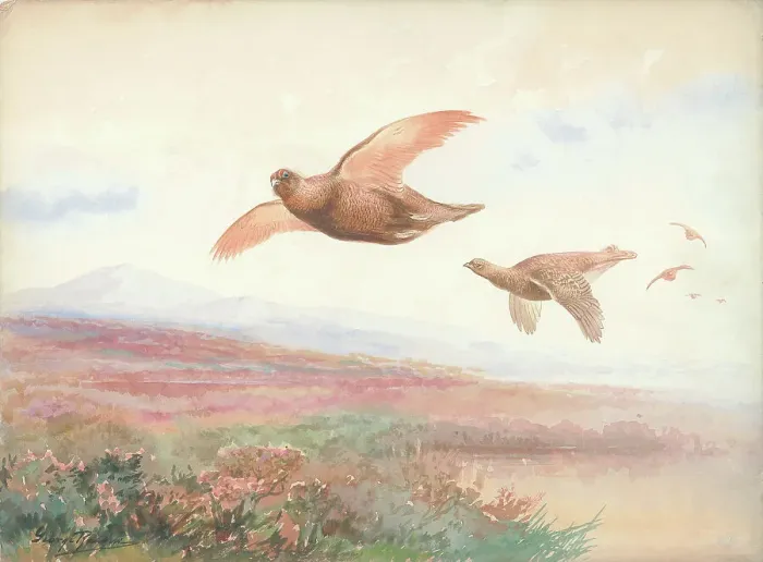 Framed Print : Grouse in flight Framed Print : Grouse in flight