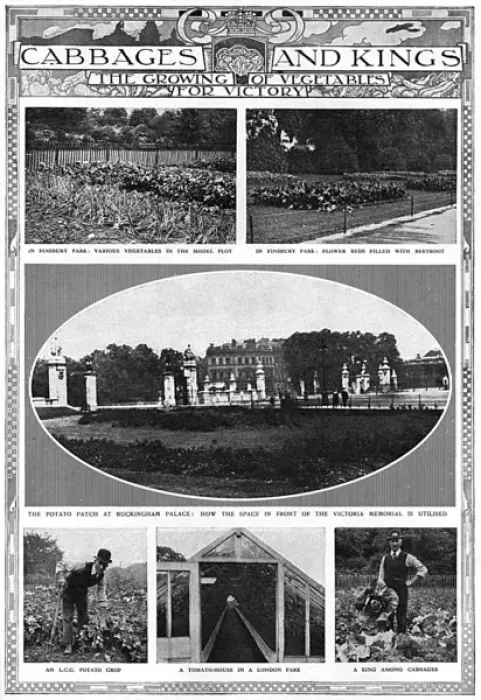 Framed Print : Growing vegetables for victory, WW1 Framed Print : Growing vegetables for victory, WW1