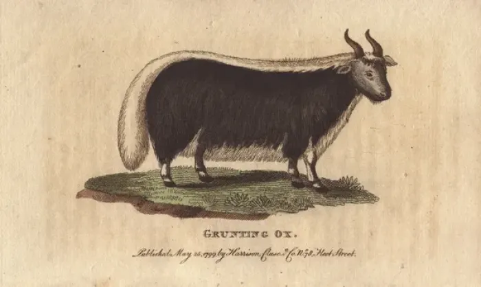 Framed Print : Grunting ox or yak, Bos grunniens Framed Print : Grunting ox or yak, Bos grunniens
