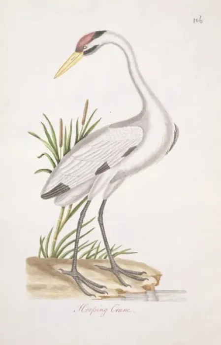 Framed Print : Grus americana, whooping crane Framed Print : Grus americana, whooping crane