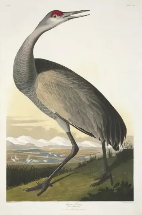 Framed Print : Grus canadensis, sandhill crane Framed Print : Grus canadensis, sandhill crane