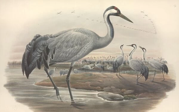Grus grus, common crane