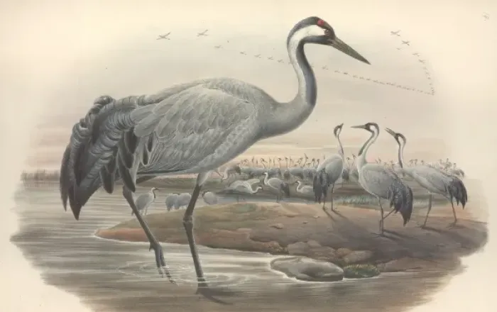 Framed Print : Grus grus, common crane Framed Print : Grus grus, common crane