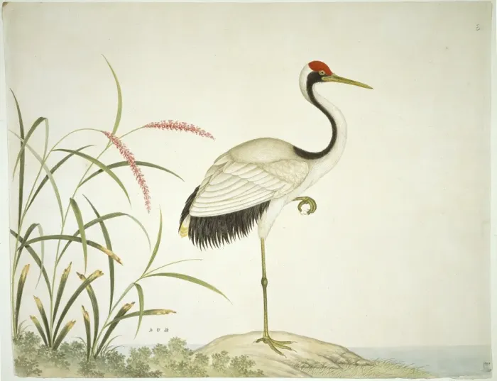 Framed Print : Grus japonensis, red-crowned crane Framed Print : Grus japonensis, red-crowned crane
