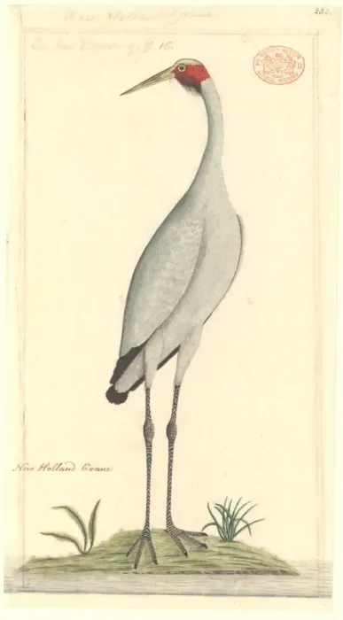Framed Print : Grus rubicunda, brolga Framed Print : Grus rubicunda, brolga