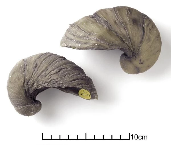 Gryphaea arcuata Lamarck, fossil oysters