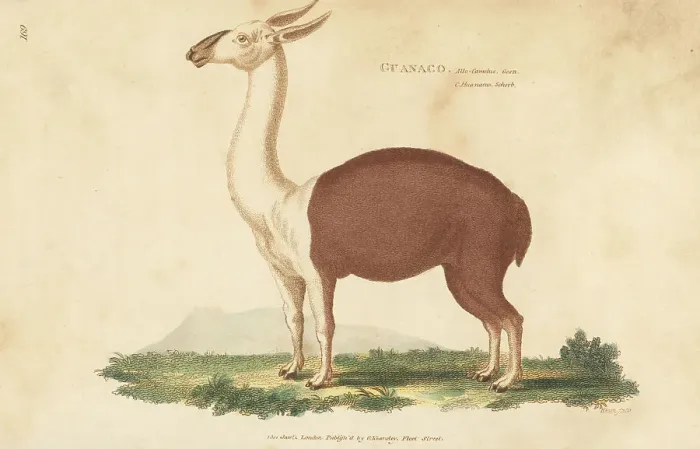 Framed Print : Guanaco, Lama glama subsp. guanicoe Framed Print : Guanaco, Lama glama subsp. guanicoe