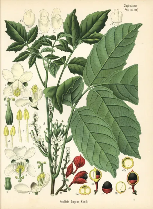 Framed Print : Guarana, Paullinia cupana Framed Print : Guarana, Paullinia cupana