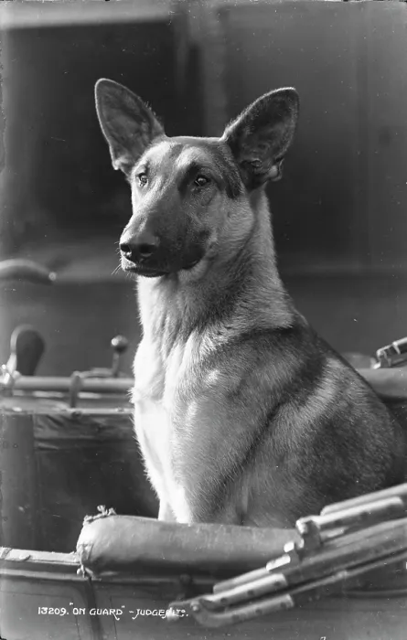 Framed Print : On Guard. This black and white photograph features a German Shepherd dog sitting proudly Framed Print : On Guard. This black and white photograph features a German Shepherd dog sitting proudly