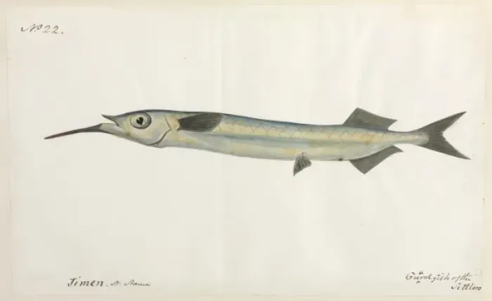 Framed Print : Guardfish illustration Framed Print : Guardfish illustration