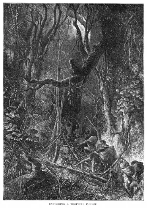 Framed Print : Guatemala Jungle Framed Print : Guatemala Jungle