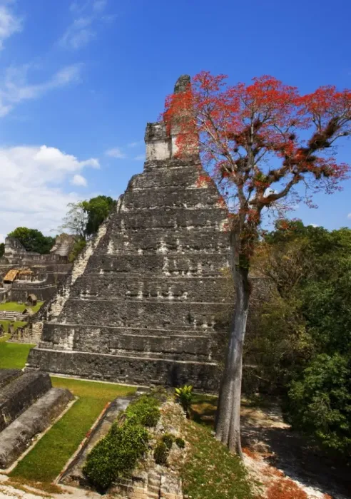 Framed Print : Guatemala. Tikal. Maya Art Framed Print : Guatemala. Tikal. Maya Art