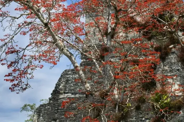 Framed Print : Guatemala. Tikal. Maya Art Framed Print : Guatemala. Tikal. Maya Art