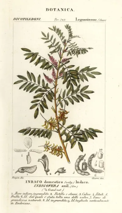 Framed Print : Guatemalan indigo, Indigofera suffruticosa Framed Print : Guatemalan indigo, Indigofera suffruticosa