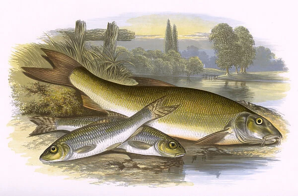 Gudgeon and Barbel