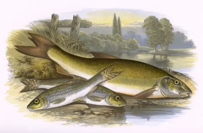 Framed Print : Gudgeon and Barbel Framed Print : Gudgeon and Barbel