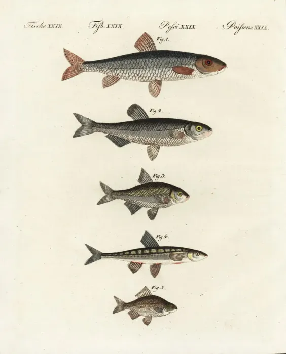 Framed Print : Gudgeon, bleak, spirlin, minnow and Prussian carp Framed Print : Gudgeon, bleak, spirlin, minnow and Prussian carp