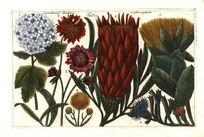 Framed Print : Guelder rose, scabious and thistle protea