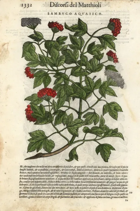 Framed Print : Guelder-rose, Viburnum opulus Framed Print : Guelder-rose, Viburnum opulus