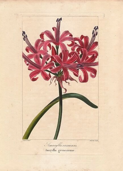 Guernsey lily, Nerine sarniensis, native to South Africa