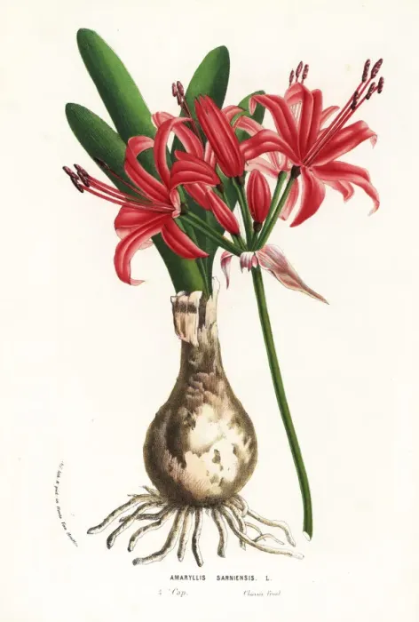 Framed Print : Guernsey lily, Nerine sarniensis Framed Print : Guernsey lily, Nerine sarniensis