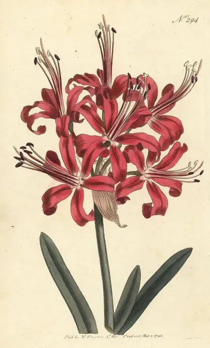 Framed Print : Guernsey lily, Nerine sarniensis Framed Print : Guernsey lily, Nerine sarniensis