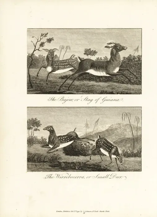 Framed Print : Guiana white-tailed deer and brown brocket Framed Print : Guiana white-tailed deer and brown brocket