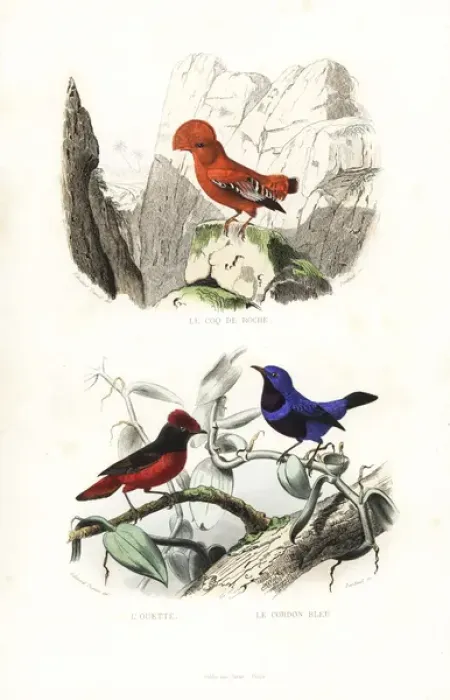 Framed Print : Guianan cock-of-the-rock and banded cotinga Framed Print : Guianan cock-of-the-rock and banded cotinga