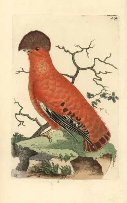 Framed Print : Guianan cock-of-the-rock, Rupicola rupicola Framed Print : Guianan cock-of-the-rock, Rupicola rupicola