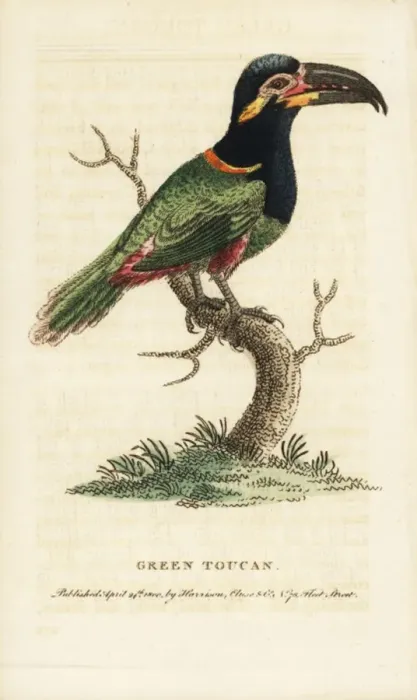 Framed Print : Guianan or Goulds toucanet, Selenidera piperivora Framed Print : Guianan or Goulds toucanet, Selenidera piperivora