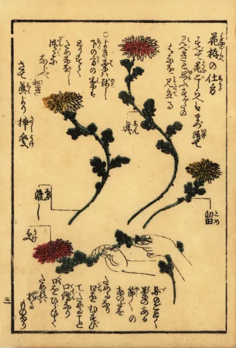 Framed Print : Guide to preparing flowers for Japanese flower arranging Framed Print : Guide to preparing flowers for Japanese flower arranging