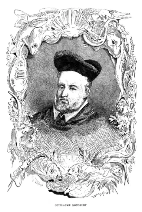 Framed Print : Guillaume Rondelet - 3 Framed Print : Guillaume Rondelet - 3