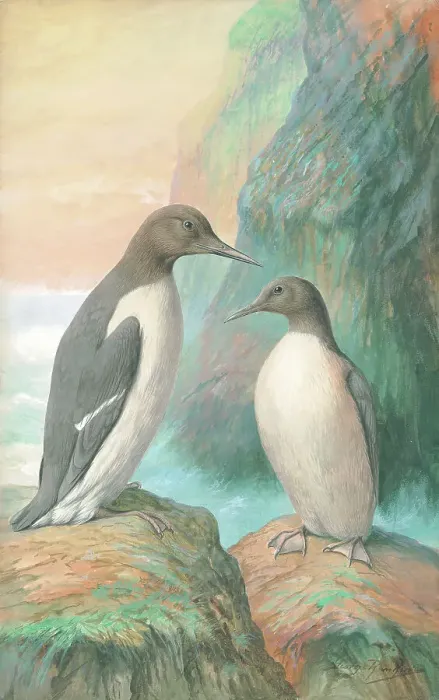 Framed Print : Guillemots Framed Print : Guillemots