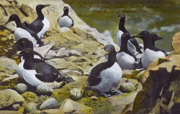Framed Print : Guillemots - Carroll Island - Washington State