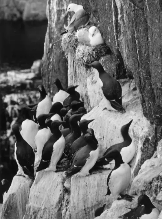 Framed Print : Guillemots & Kittiwakes Framed Print : Guillemots & Kittiwakes