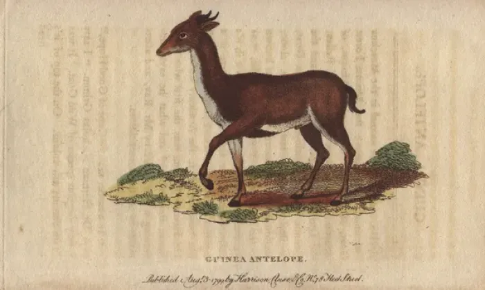 Framed Print : Guinea antelope, grimm or common duiker, Sylvicapra grimmia Framed Print : Guinea antelope, grimm or common duiker, Sylvicapra grimmia