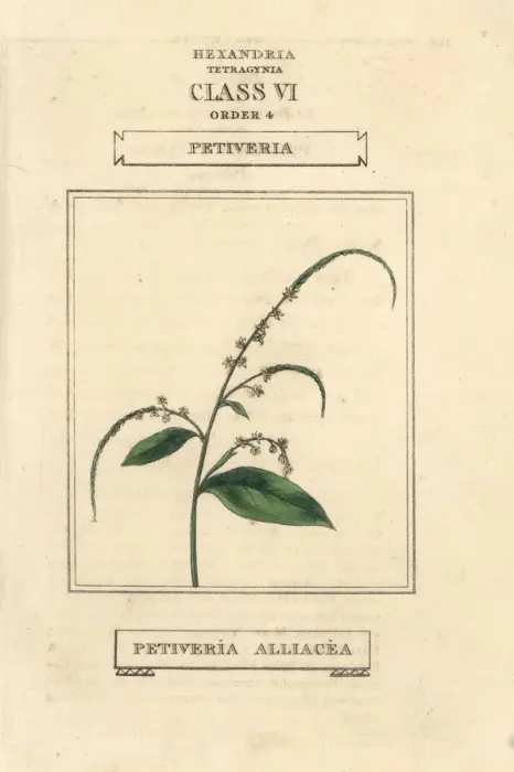 Framed Print : Guinea henweed, Petiveria alliacea Framed Print : Guinea henweed, Petiveria alliacea