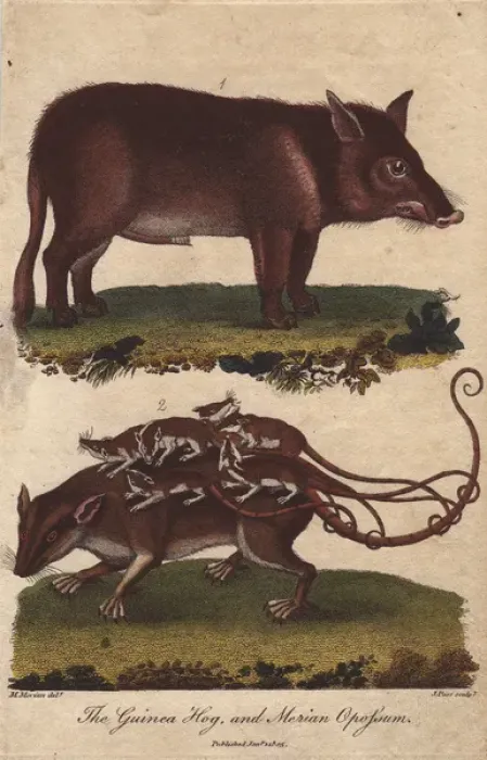 Framed Print : Guinea hog and Merian opossum, Sus scrofa, Didelphys murina Framed Print : Guinea hog and Merian opossum, Sus scrofa, Didelphys murina