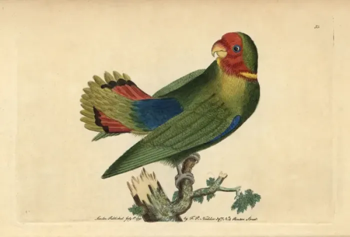 Framed Print : Guinea parrakeet or red-headed lovebird, Agapornis pullarius
