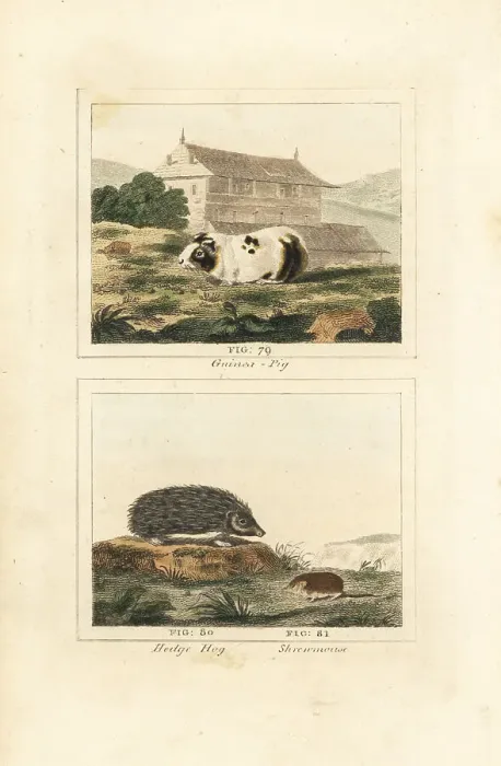 Framed Print : Guinea pig, hedgehog and shrew Framed Print : Guinea pig, hedgehog and shrew
