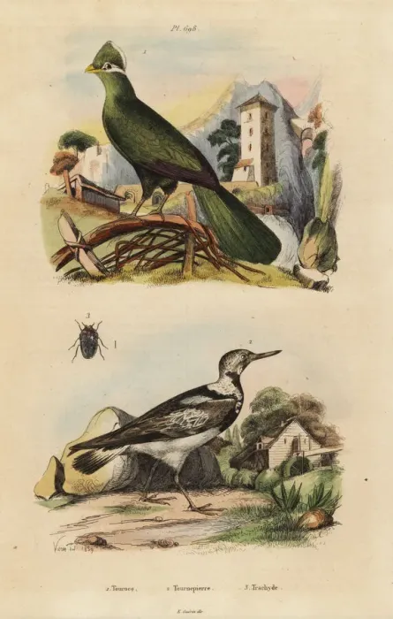 Framed Print : Guinea turaco, Tauraco persa, and Eurasian Framed Print : Guinea turaco, Tauraco persa, and Eurasian