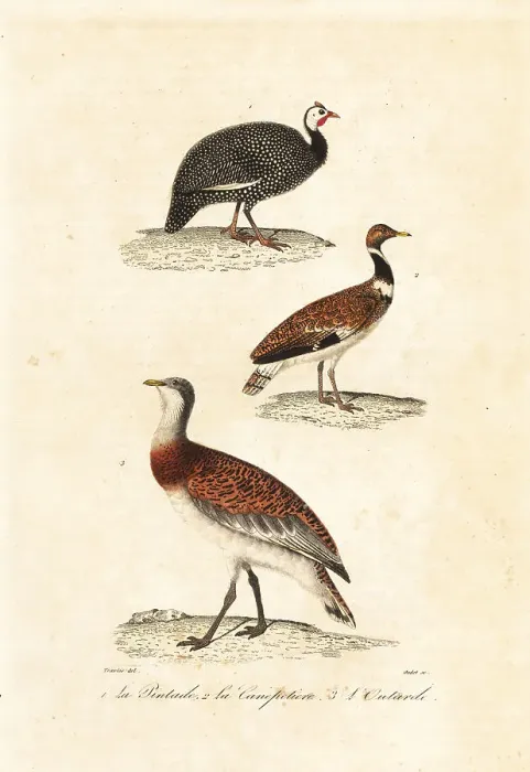Framed Print : Guineafowl and bustards Framed Print : Guineafowl and bustards
